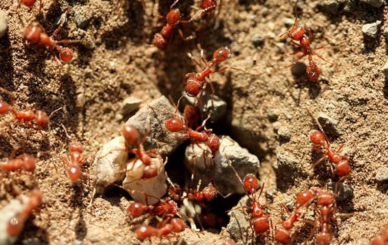 fire ants in a back yard
