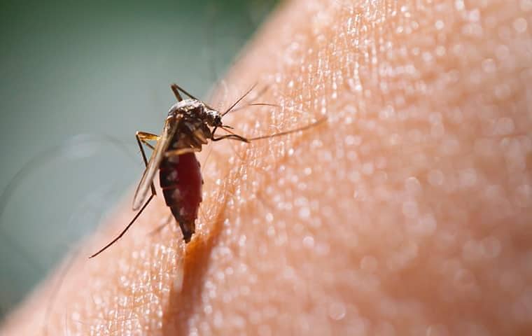 mosquito biting a mans arm