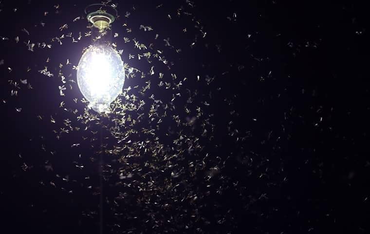moths swarming around an outdoor light