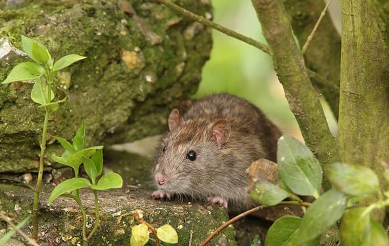 Blog - How to Get Rid of Rats in Your Yard