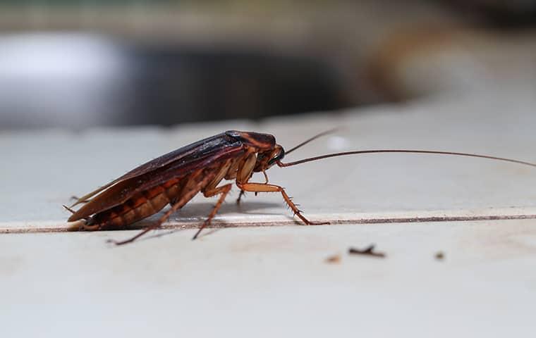 a cockroach inside a home in jupiter florida
