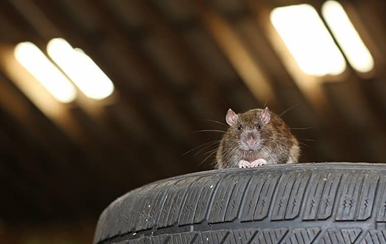rat sitting on top of a stack of tires