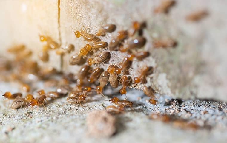 termites on a florida sidewalk