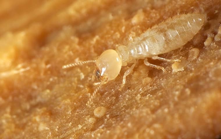 close up picture of a termite
