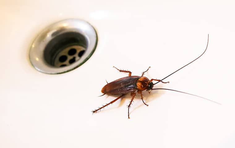 a cockroach beside a drain in a home in tequesta florida