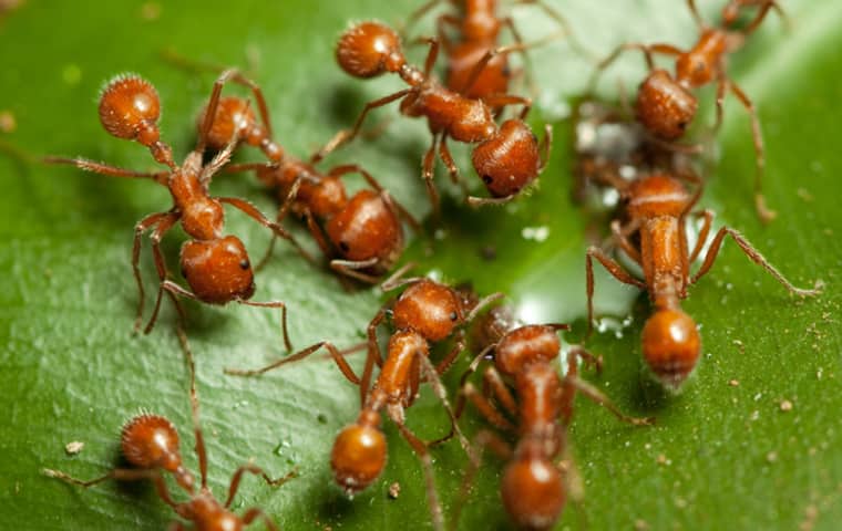 a swarm of fire ants on a leaf in florida