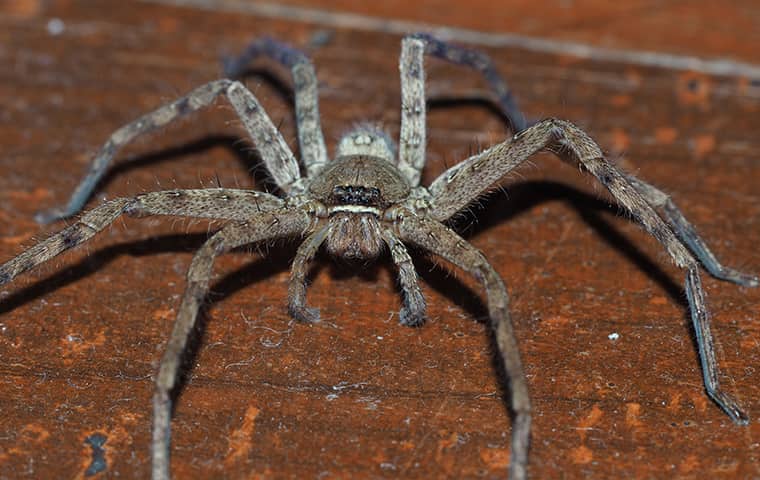 Huntsman Spiders Crab Spider Identification And Control In South Florida   Giant Crab Huntsman Spider Identification And Control 