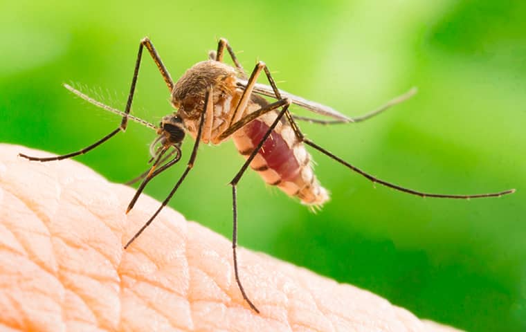 a mosquito biting a person in palm city florida