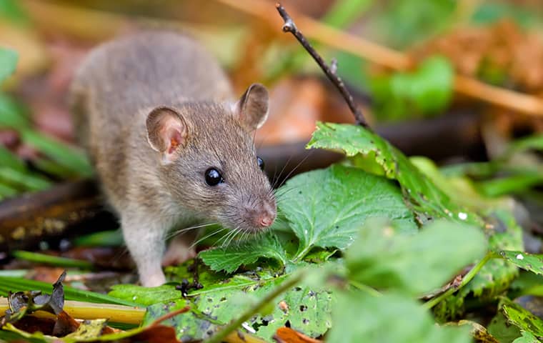 How to Keep Rats off Fruit Trees  