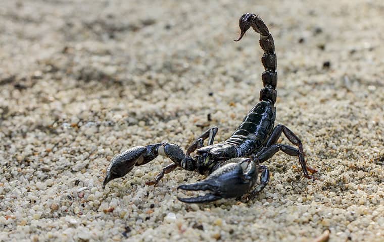 a scorpion poised to strike in florida