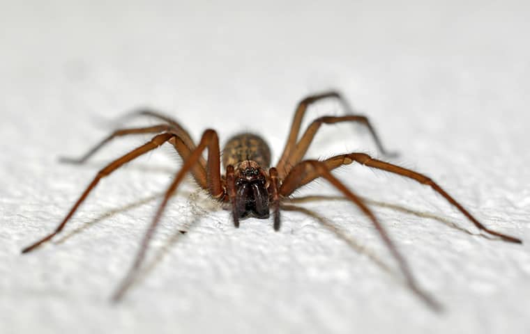 what is the most common spider in florida