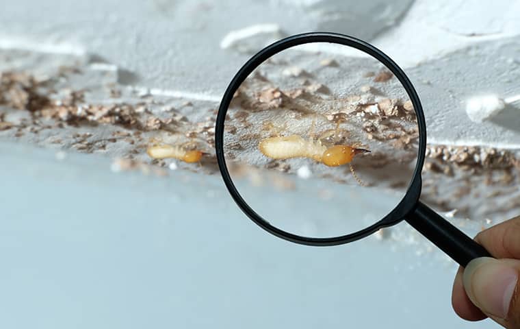 a termite under a magnifying glass in a florida home