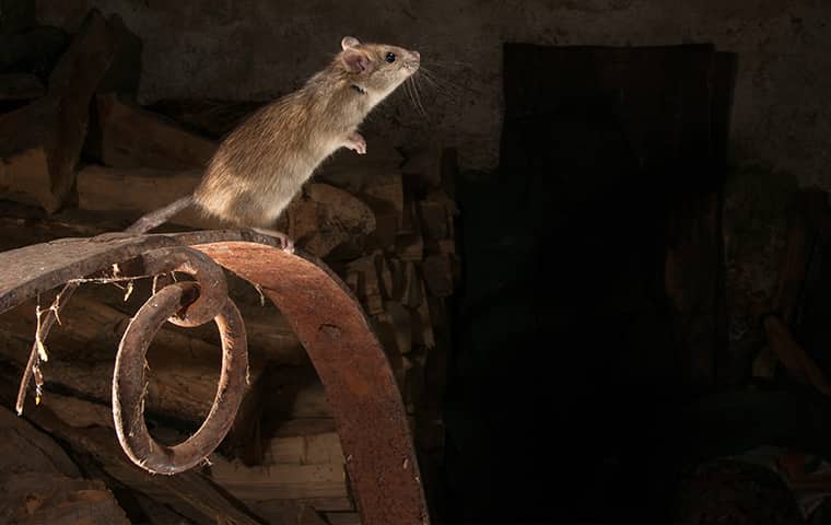 a gray rat perched in a florida residential attic