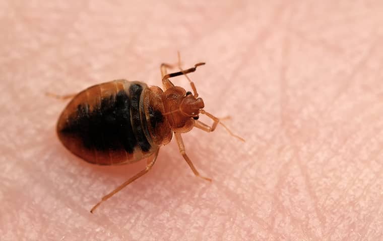 a bed bug crawling on human skin inside of a home in memphis tennessee