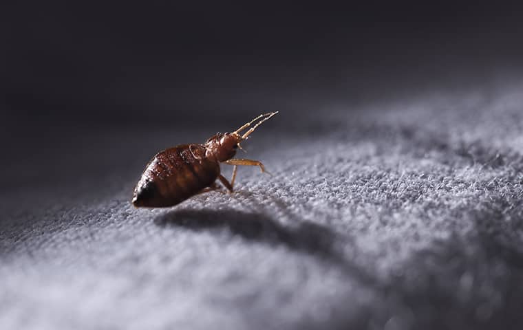 a bed bug crawling on fabric in  a collierville tennessee home