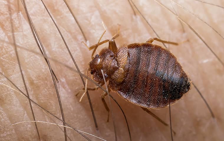 a bed bug crawling outside in pinkerton tennessee