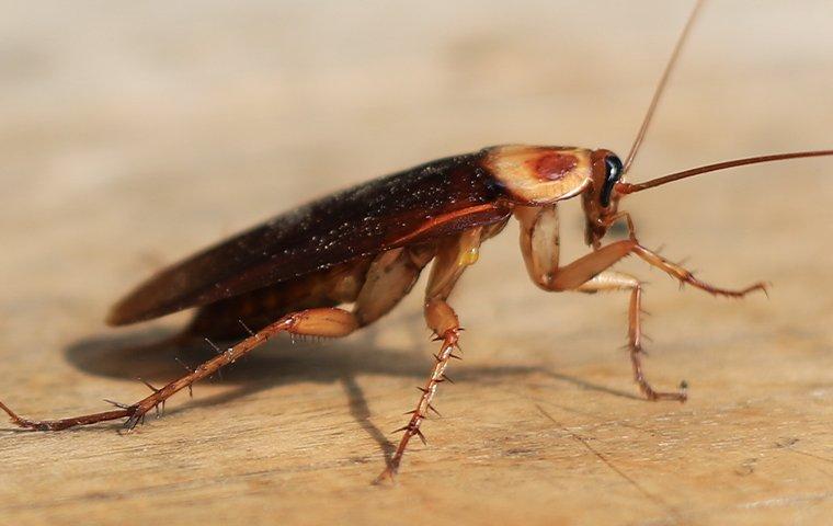an american cockroach on a kitchen table