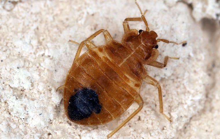 a bed bug infestation during the holidays on memphis tennessee