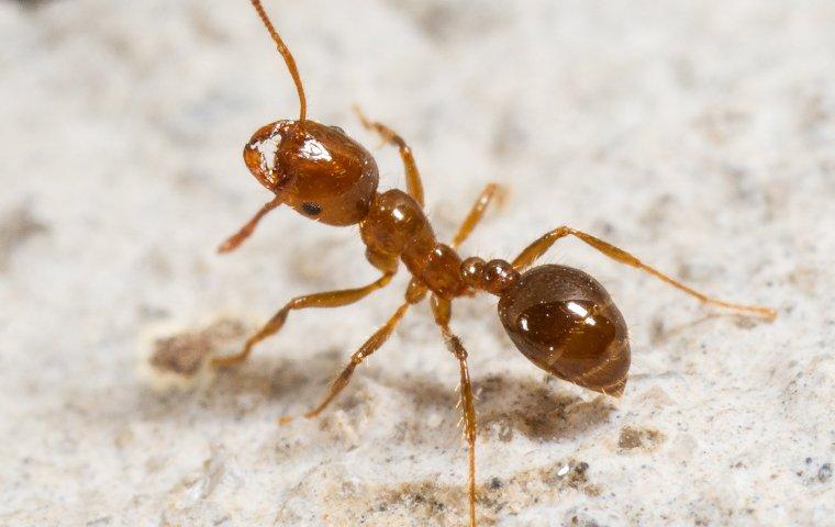 a fire ant walking on the walkway to a home