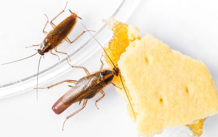 Learn More About The German Cockroach & The Problems They Cause a cockroach infestation in memphis tennesee