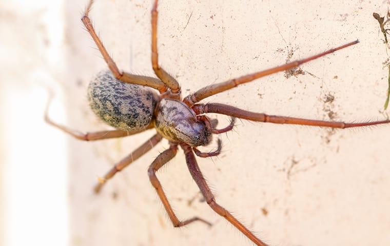 a house spider crawling along the livingroom walls inside of a memphis tennesee home