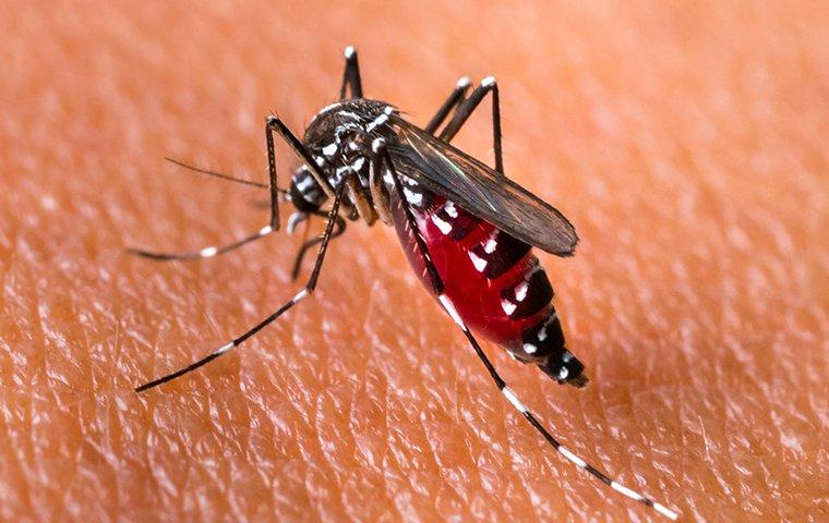 mosquito on skin