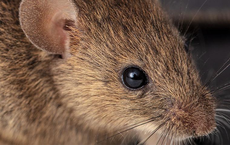 close up of the face of a mouse