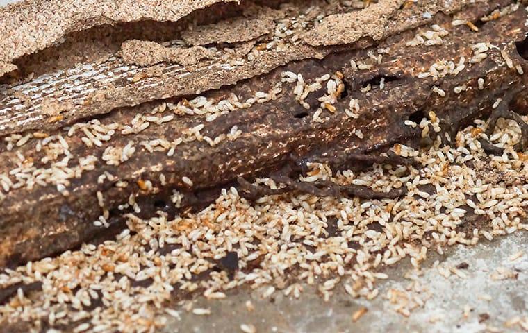 a masive colony of swarming termites along a damaged wooden structure in a memphis tennessee home
