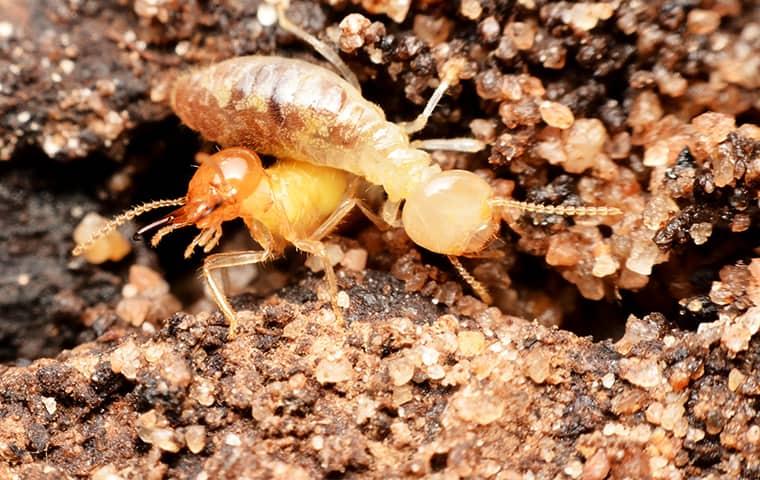 a large swarm of termites crawling all over themselves while burrowing through a wooden structure on a memphis property