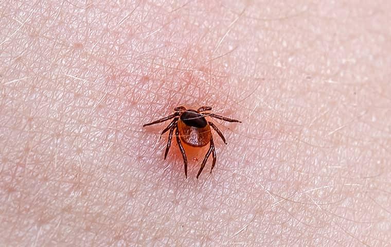 a tick on skin surface