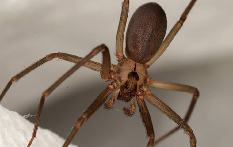 a brown recluse spider hanging from a web in a millington tennessee home