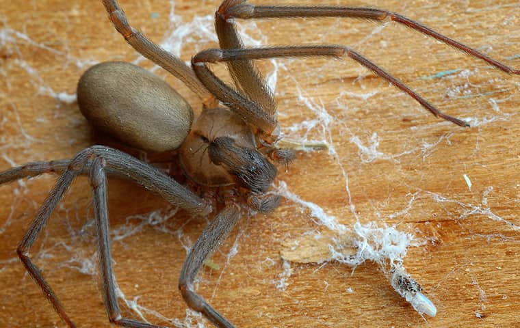 a brown recluse spider crawling on the floor of a home in frayser tennessee