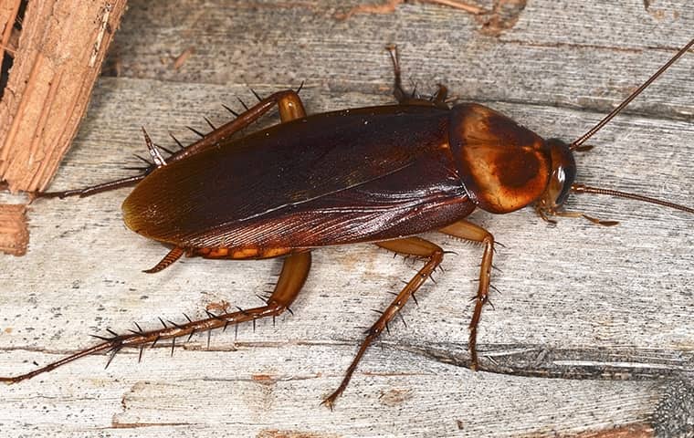 a cockroach crawling on wood inside of a home in mumphord tennessee
