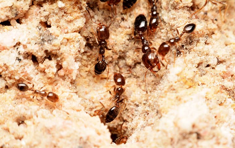 fire ants emerging from an anthill outside of a home in memphis tennessee