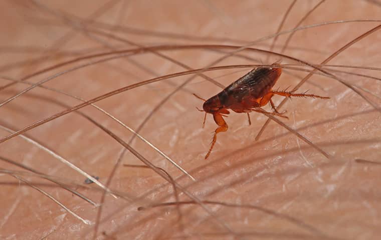 a flea crawling on human skin in lakeland tennessee