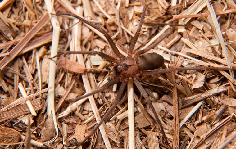 Explore Our Extensive Brown Recluse Spider Services a brown recluse spider crawling outside of a home in cordova tennessee