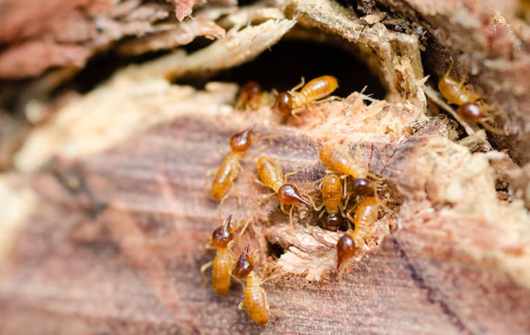 Learn More About Our Termite Control Services termites eating wood inside of a home in west memphis tennessee