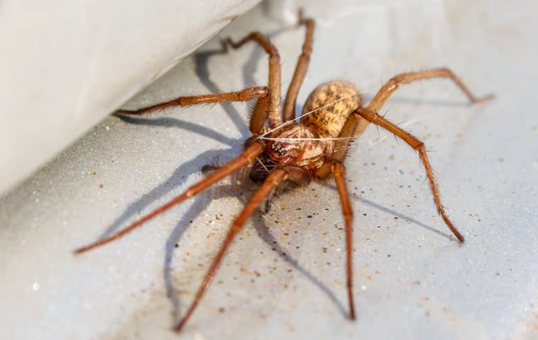 a common house spider crawling on the floor of a residential property in arlington tennessee
