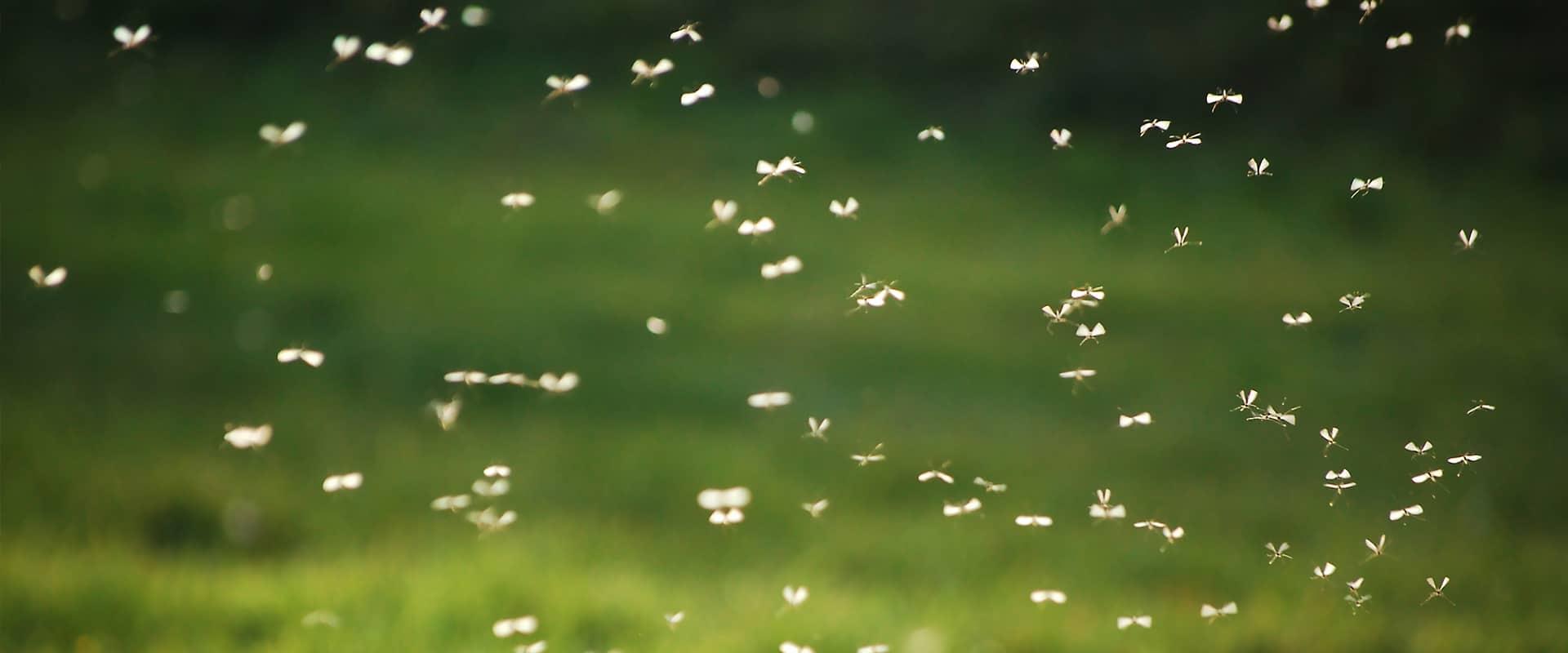 a swarm of mosquitoes outside a home in memphis tennessee