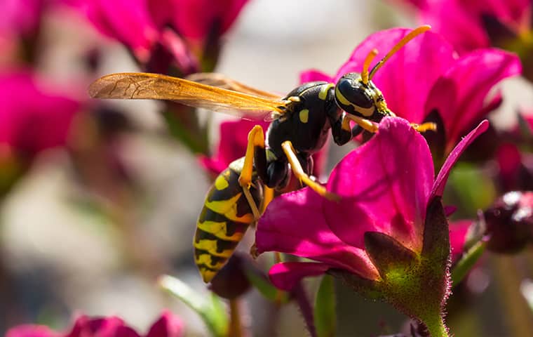 a wasp on a pink flower outside of a home in bartlett tennessee