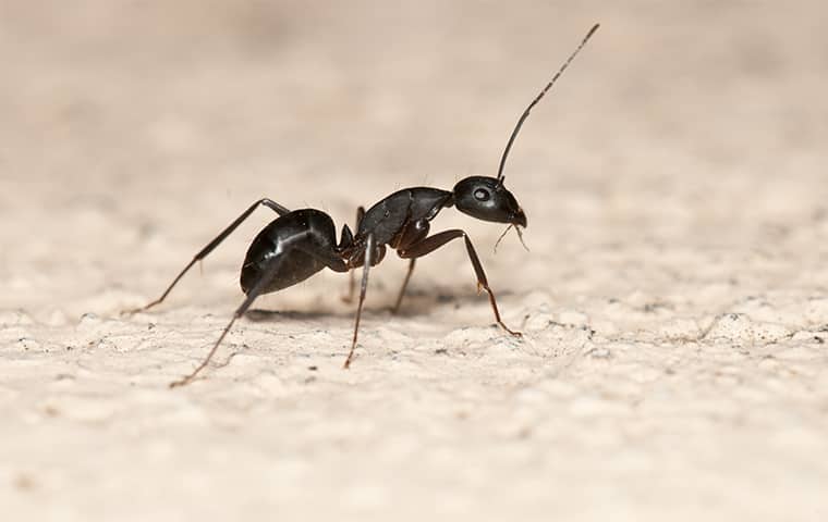 an ant crawling in a home in little elm texas
