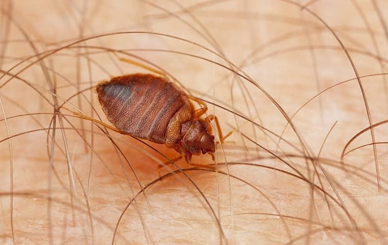 a bed bug crawling on a persons skin in carrollton texas