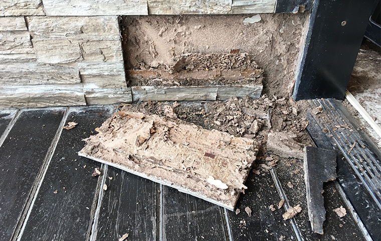 termites inside of a damaged wall