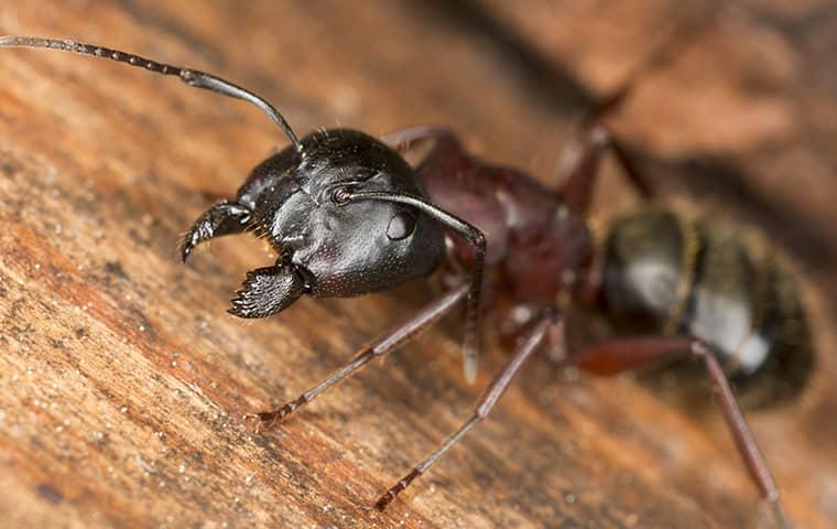 up close image of a carpenter ant crawling inside a home