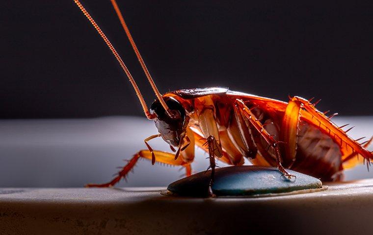 cockroach crawling on a basement floor