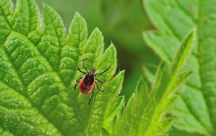 a very small deer tick crawling up a vibrant green leaf at is waits for the next warm blooded creature to pounce onto