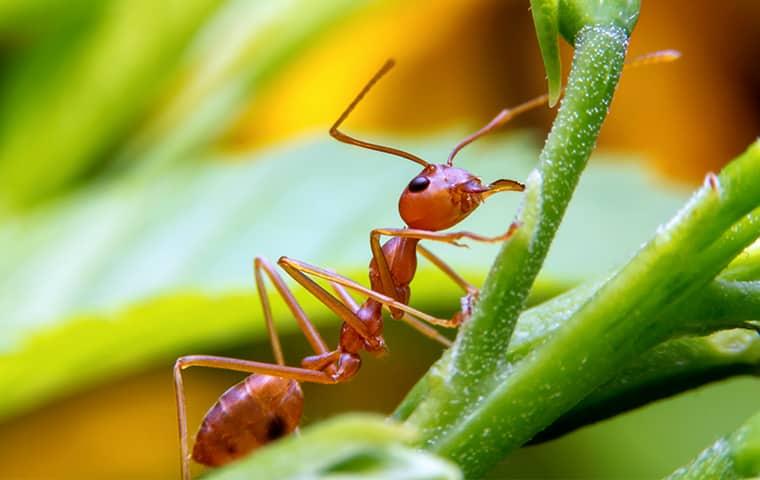 a red fire ant crawling up a vibrant green leaf in a sunny texas yard