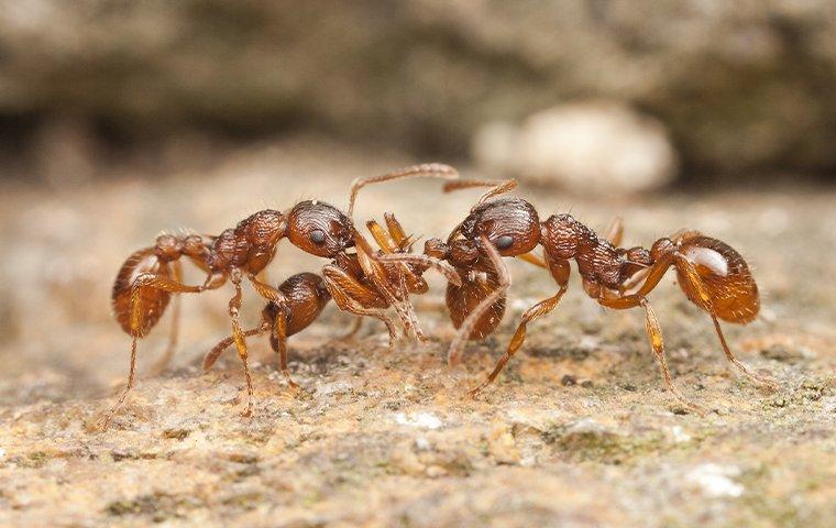 fire ants fighting on the ground