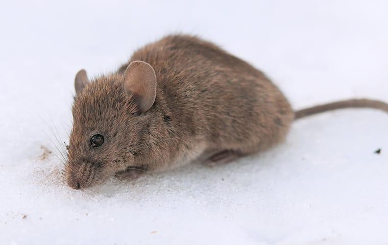 a house mouse scurrying across a kitchen floor