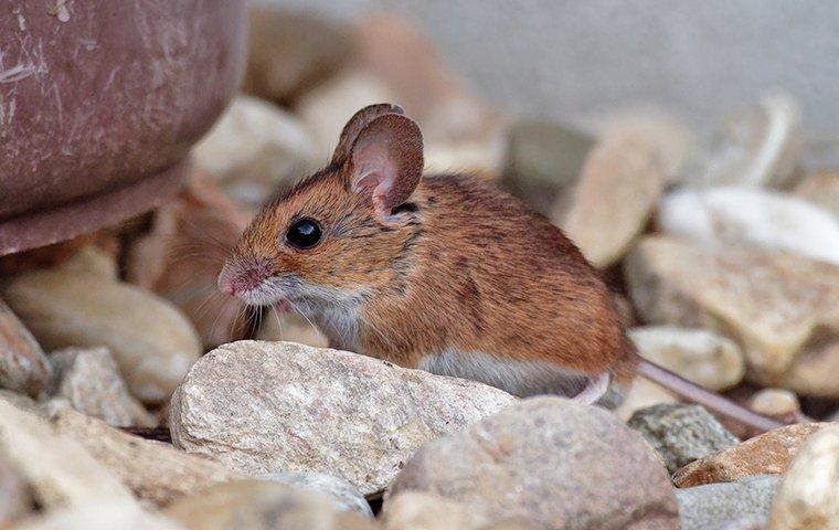 a house mouse entering a home